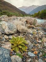 Beautiful green bush in front of high mountains in Caucasus region. Vertical view. photo