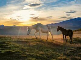 blanco y marrón caballos en el antecedentes de un montaña cima. hermosa caballos en un otoño prado poses en contra el antecedentes de un blanco cubierto de nieve montaña. foto