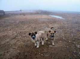 dos gracioso caucásico pastor cachorros en un Mañana misterio rancho. hambriento cachorros son mirando a el cámara. foto