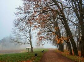 Soft focus. Cold late autumn in the city park. Foggy morning. Alley in misty morning park. Beautiful autumn foggy landscape with trees in a forest. photo