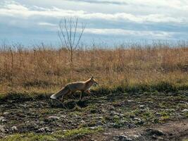 Fluffy red fox runs along the path along the autumn field. A wild fox on an autumn field. photo