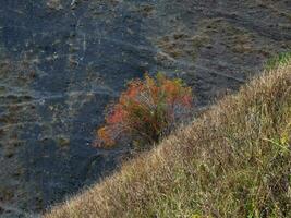 Red rosehip grows on a steep autumn mountain slope. Contrasting photo