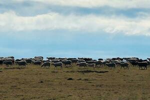 Herd of sheep in a field. Herd of sheep on a background blue clo photo