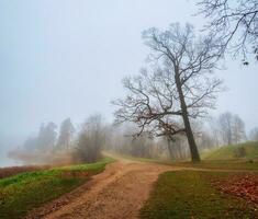 Soft focus. Cold late autumn in the city park. Foggy morning. Alley in misty morning park. Beautiful autumn foggy landscape with trees in a forest. photo