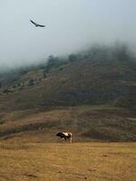 Black eagle flies over a lonely cow in a mountain misty pasture. Mystical vertical mountain landscape with a grazing cow. photo