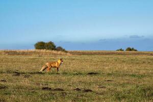 rojo zorro en el campo es mirando para presa. salvaje zorro en un herboso campo mirando dentro el distancia. foto