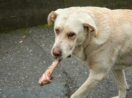 Portrait of a dog with a bone in its teeth. Mongrel abandoned Ce photo