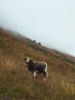 Funny young brown bull with a curly forehead poses on a misty steep mountain slope. photo