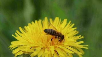 Busy bee on yellow dandelion flower blossom in springtime collects pollen while pollinating and dusting the flower blossom and honey production in beehive of a beekeeper as beneficial insect swarm video