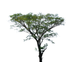 singolo albero isolato per design elemento png