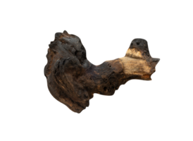 bark of a tree isolated png