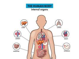 anatomía de el humano cuerpo interno órganos en blanco antecedentes. vector