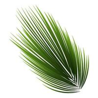 Illustration Of Spiky Leaves On White Background. vector