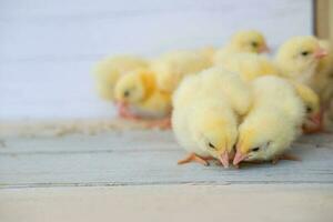 Close-up of yellow chickens on the floor, Beautiful yellow little chickens, Group of yellow chickens photo