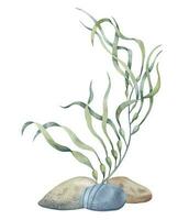 Seaweed with seabed stones. Hand drawn watercolor illustration on isolated background of underwater sea Algae and ocean floor for icon or logo. Colorful undersea drawing of laminaria. Nautical sketch vector