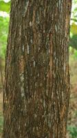 Tree trunk isolated from background photo