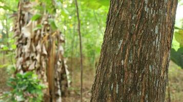 Tree trunk isolated from background photo