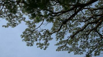 wild tree with shady green leaves grows photo