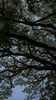 wild tree with shady green leaves grows photo
