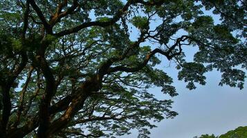 wild tree with shady green leaves photo