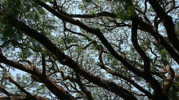 wild tree with shady green leaves photo