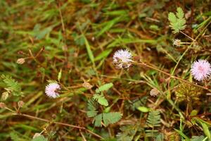 Mimosa pudica with honey bee fly photo