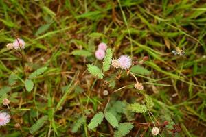 Mimosa pudica with honey bee fly photo