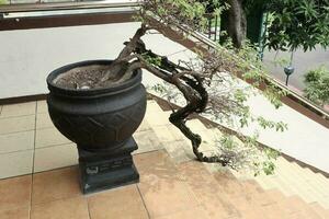 Beautiful and charming bonsai planted in a garden photo