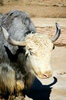 Scottish cow in zoo photo