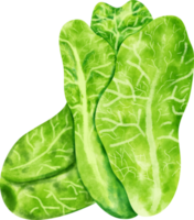 watercolor Lettuce vegetable png