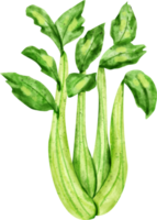 watercolor celery vegetable png