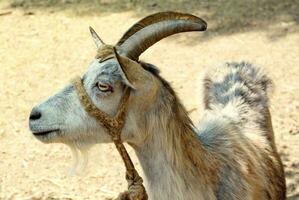 Goat head close-up photo