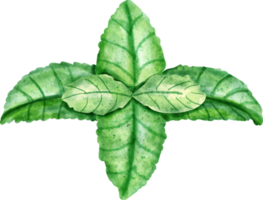 watercolor Mint vegetable png