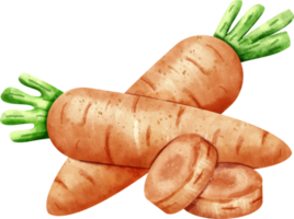 watercolor Carrot vegetable png