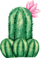 aquarelle cactus plante png