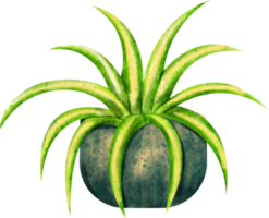 aquarelle araignée plante png