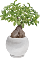 watercolor house plant png