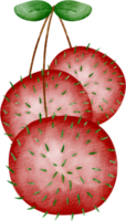 watercolor rambutan fruit clip art png