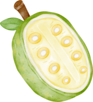 vattenfärg jackfrukter frukt png