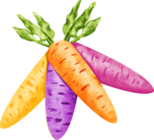 watercolor Rainbow carrots png