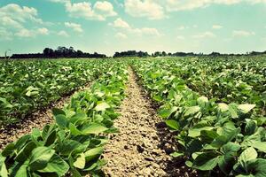 Young soybean field photo