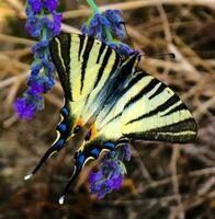 Butterflies close up photo