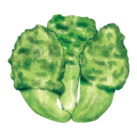 watercolor Mustard vegetable png