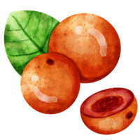 Aquarell Cranberry-ClipArt png