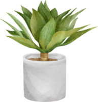 Aquarell Agave Pflanze png