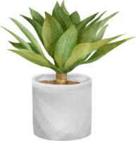 vattenfärg agave växt png