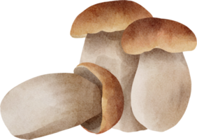 aquarelle bolet champignon png