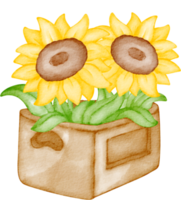 clipart de tournesol aquarelle png