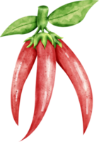 watercolor chili vegetable png