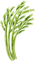 watercolor dill vegetable png